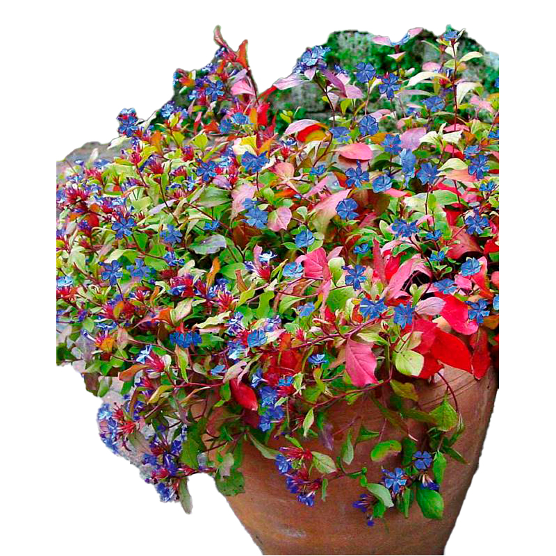 PLUMBAGO-FLEUR-MIX