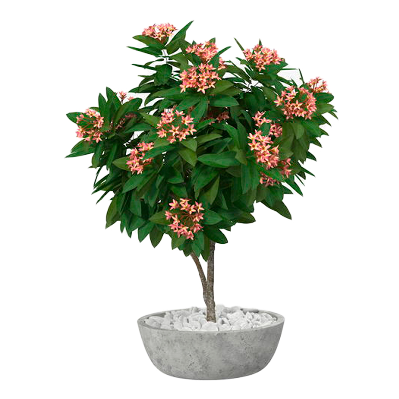 PLUMERIA-FLEUR-ROSE