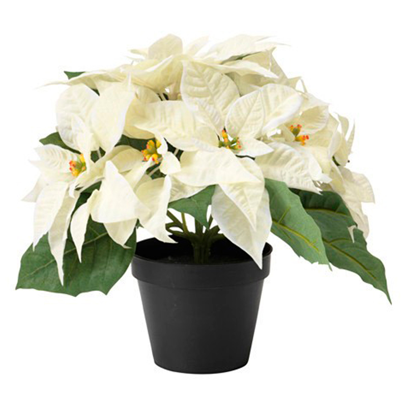 POINSETIA-FEUILLAGE--BLANC