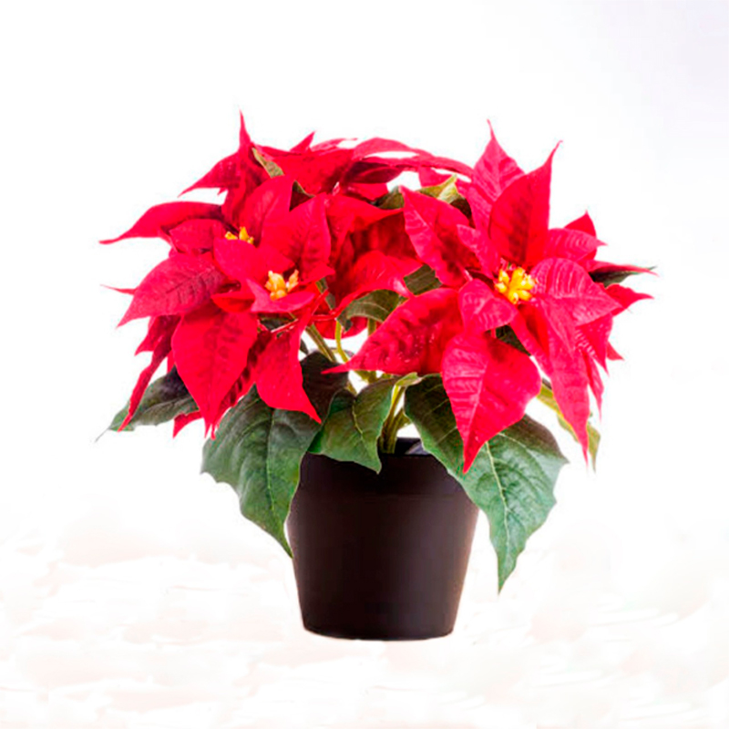 POINSETIA-FEUILLAGE-ROUGE