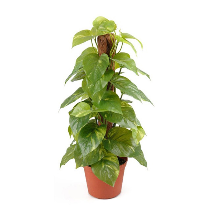 POTHOS