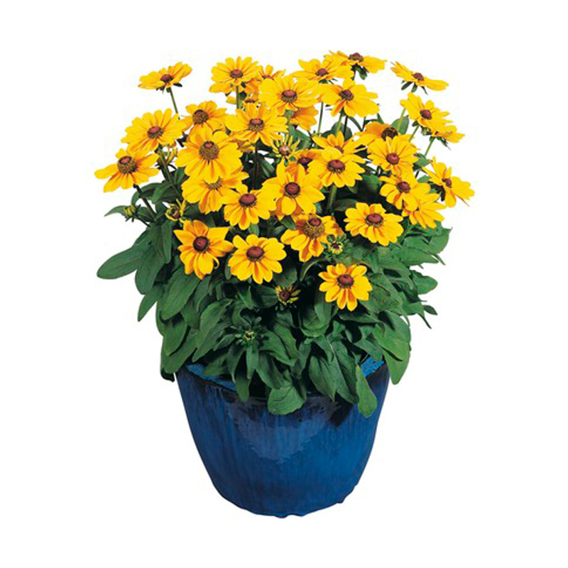 Rudbeckia