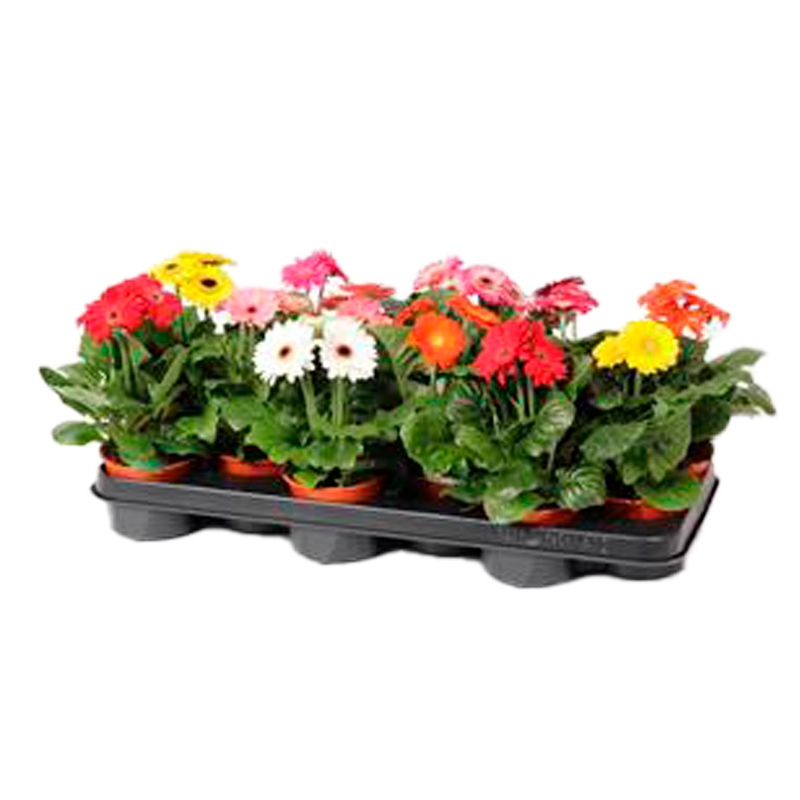 SCHLUMBERGERA-FLEUR-MIX
