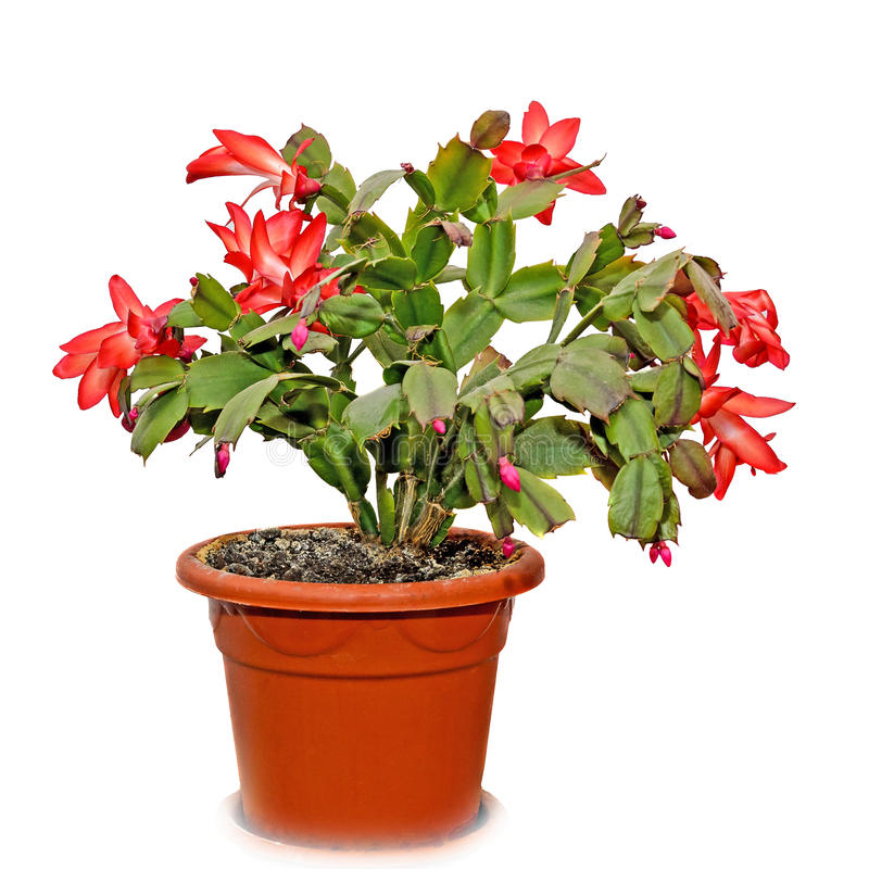 SCHLUMBERGERA-FLEUR-ROUGE