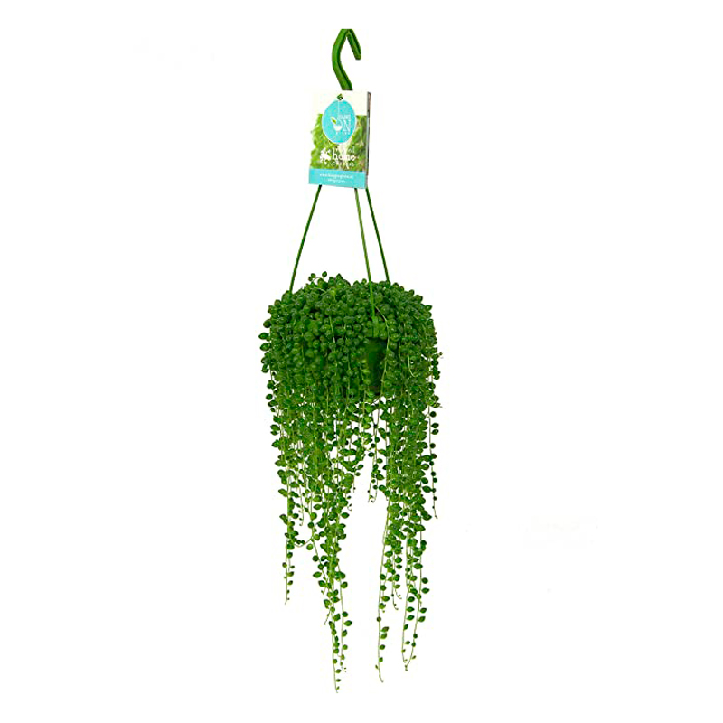 SENECIO-FEUILLAGE-VERT