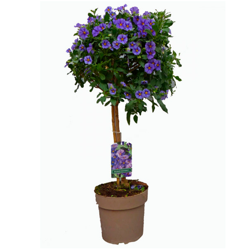 SOLANUM-FEUILLAGE-VERT-FLEUR-BLEU