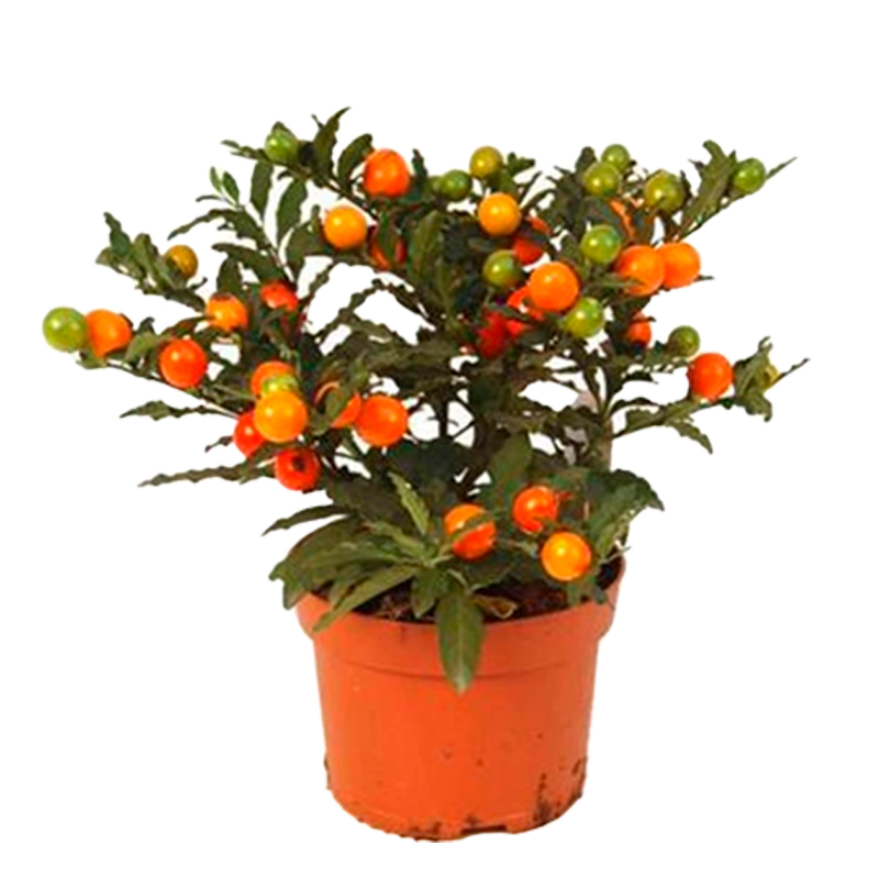SOLANUM-TORINO