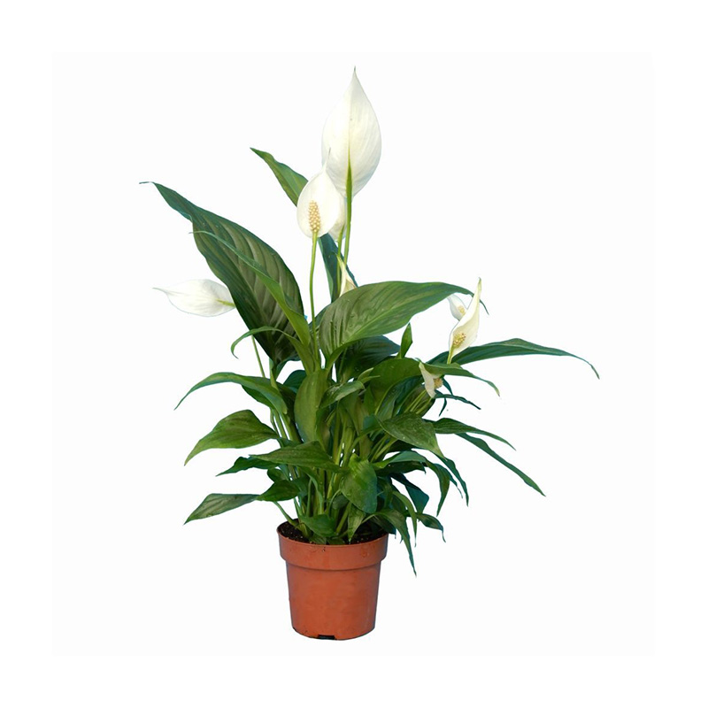 SPATHIPHYLLUM
