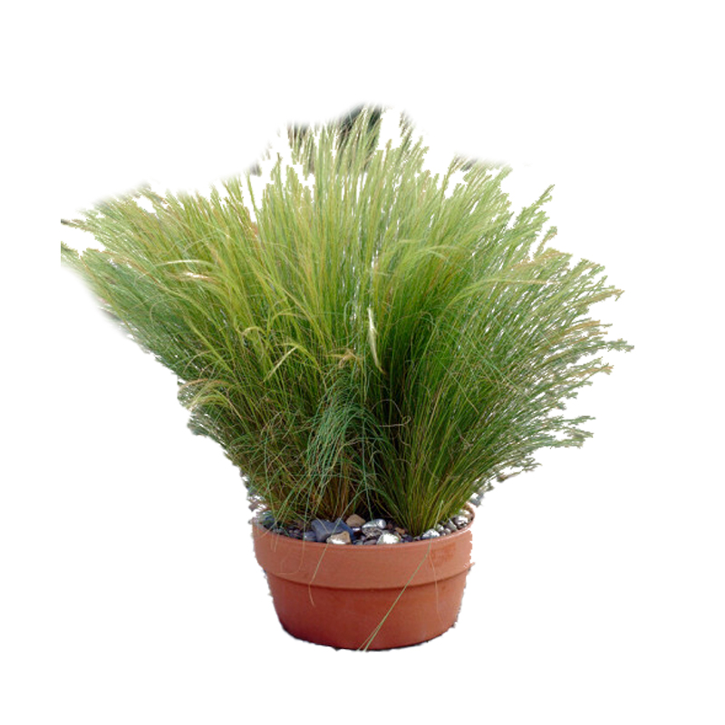STIPA-TENUIFOLIA
