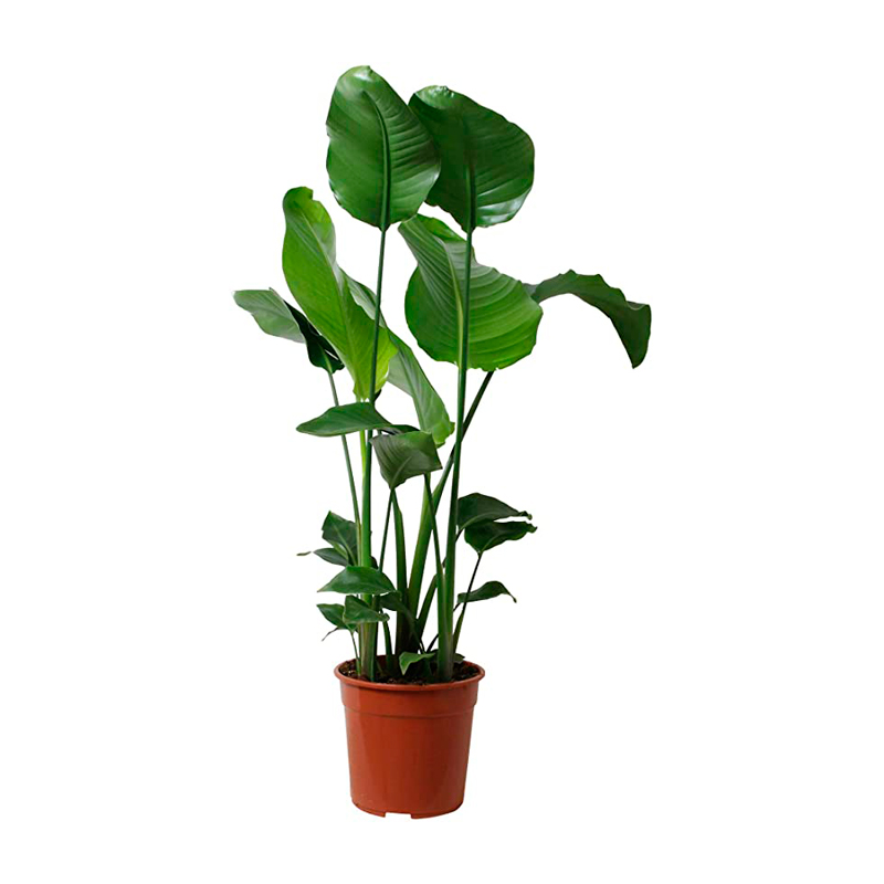 STRELITZIA-AUGUSTA-FEUILLAGE-VERT