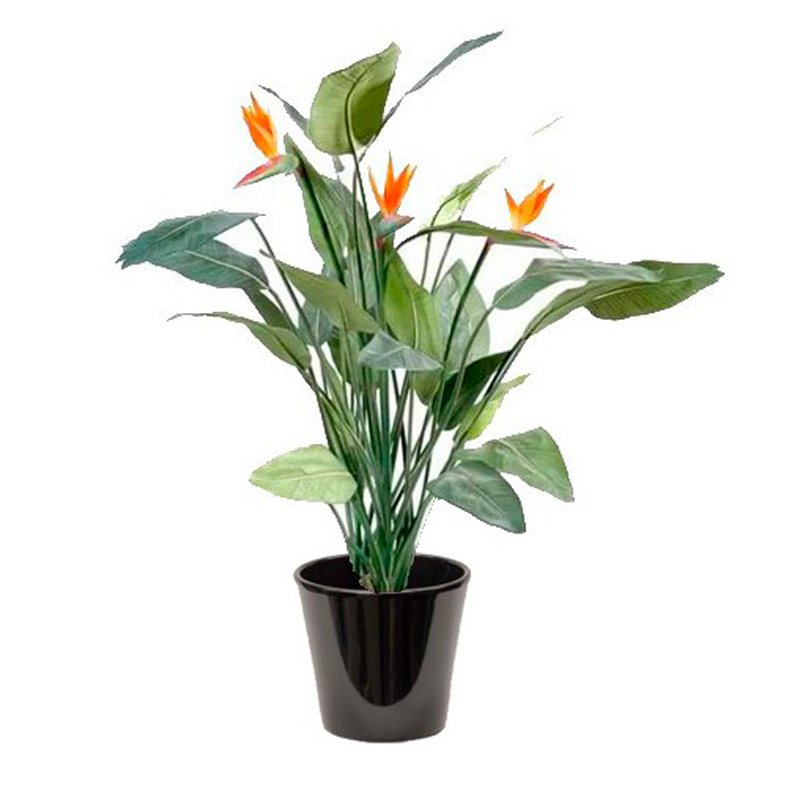 STRELITZIA-REGINA-FEULLAGE-VERT-FLEUR-ORANGE