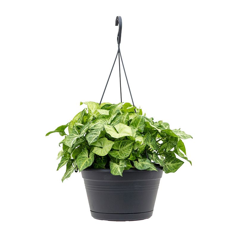 SYNGONIUM SUSP