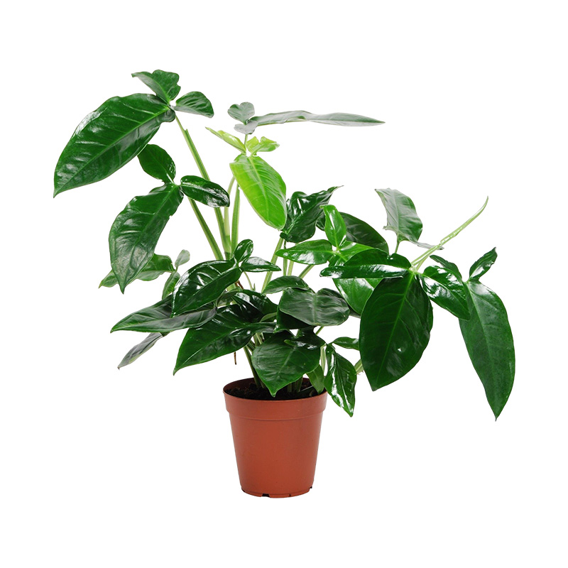 SYNGONIUM