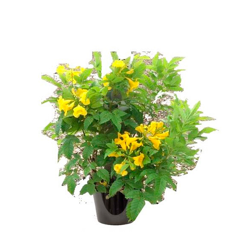 TECOMA-FLEUR-JAUNE