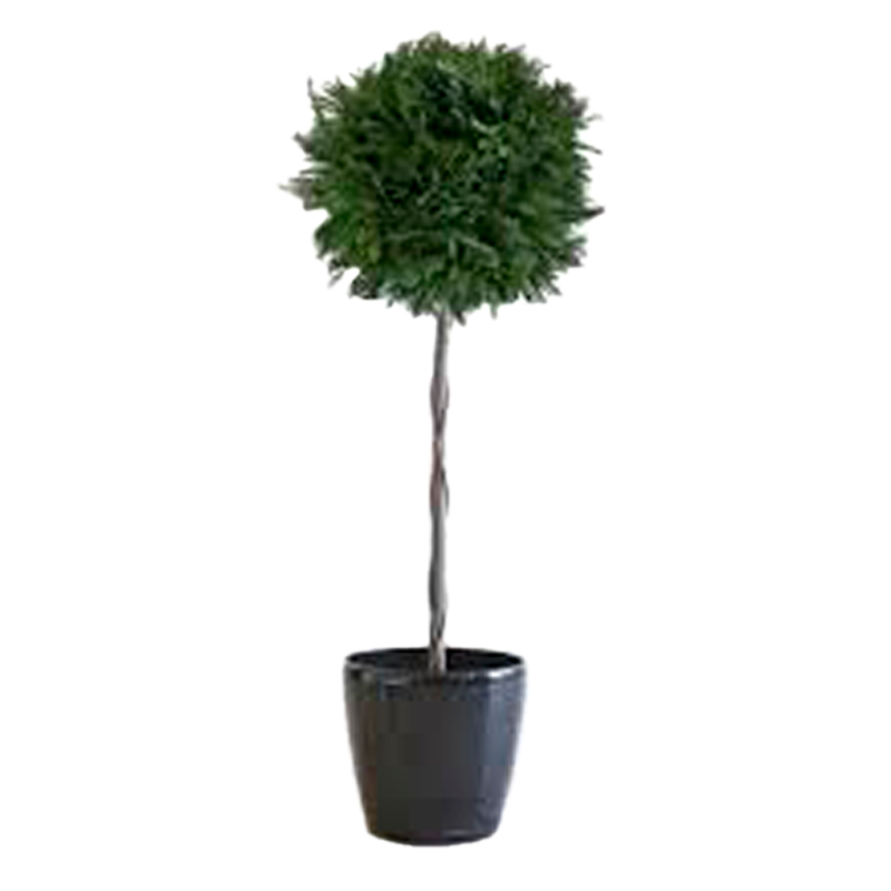 THUYA-BOULE-FEUILLAGE-VERT