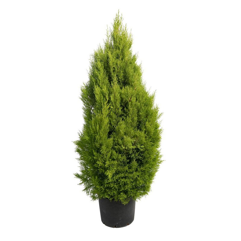 THUYA-ORIENTALIS-FLEUR-JAUNE-VERT