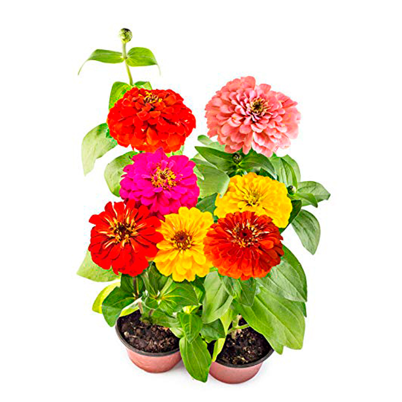 Zinnia