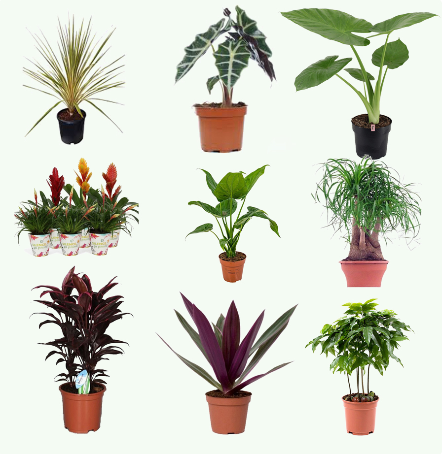 plante-vert-d'exterieur