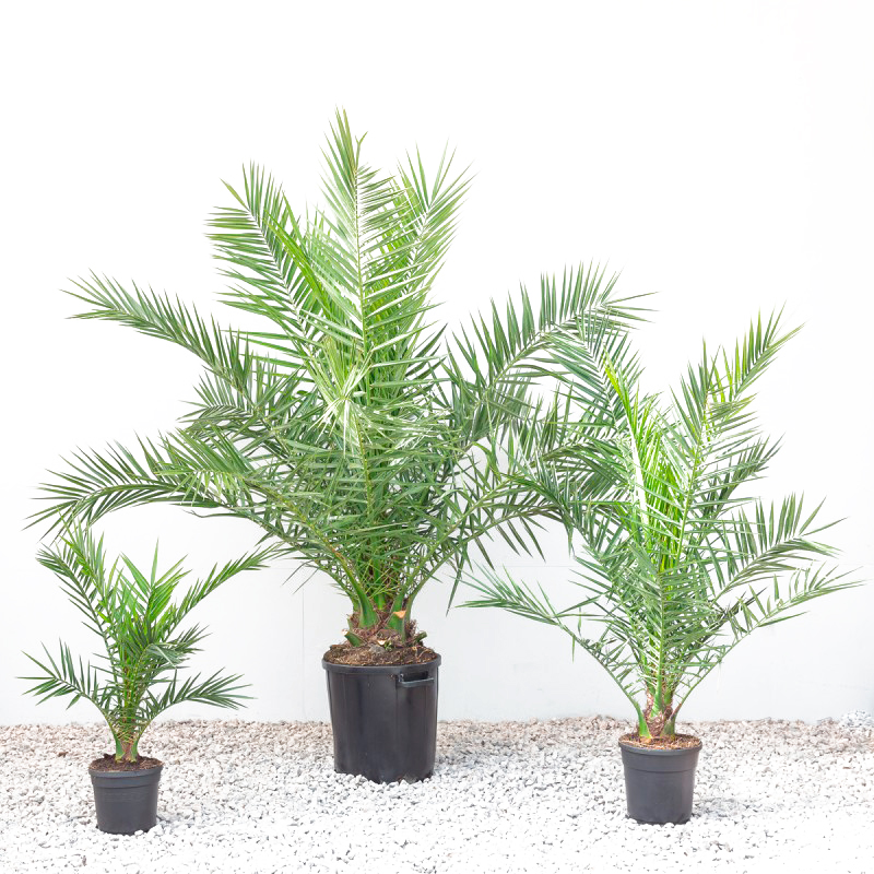 phoenix-canariensis